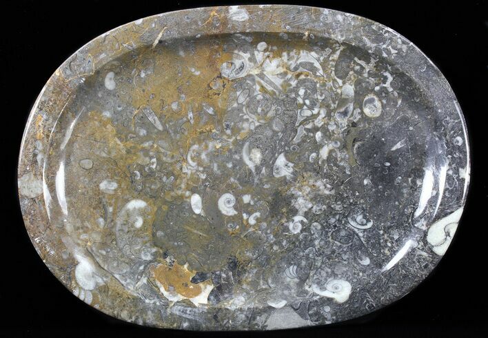 / Fossil Orthoceras & Goniatite Plate - Stoneware #40384